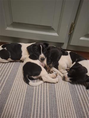 Pure jack russel puppies for adoption