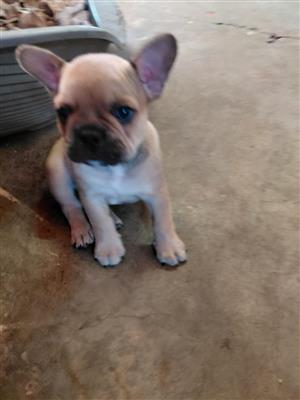 Beautiful French bulldog puppies available