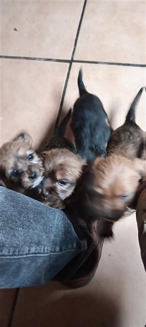 Yorkie pups 