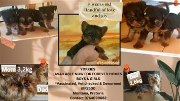 Adorable Yorkies *Now available for forever homes Female & Males