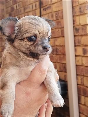 Chihuahua puppies, 