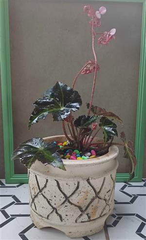 Rex Begonia Plant Absolutely Beautiful