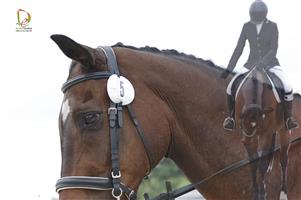 Beautiful 16h thb gelding for sale …does dressage, jumping and equitation