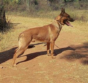 Malinois male for sale