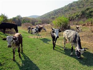 Land / property available near Brits next to the crocodile river