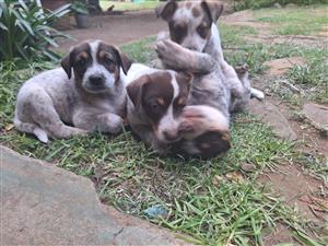 Australian Cattle dog puppies for sale