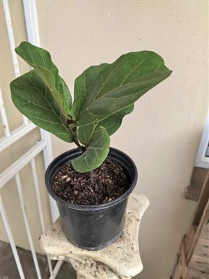Fabulous Ficus Lyrata in 17cm pots