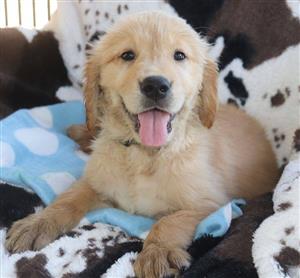 Beautiful Golden retriever puppy for sale