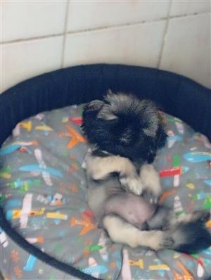 Female Pekingese already injected