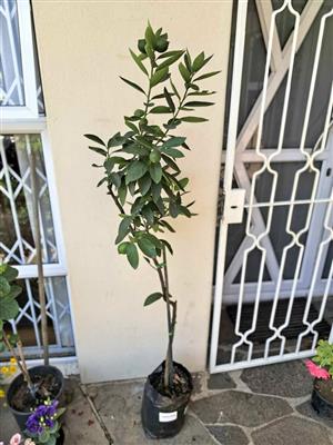Fruit-bearing Tall Grafted Tahiti Lime Tree +/-1,8m high in 10L bbag