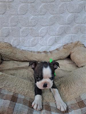 Boston Terrier puppies