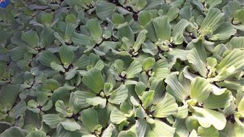 Large Water Lettuce & Salvinia for Sale