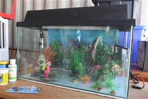 Aquarium and Accessories