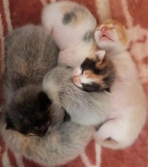 Kittens for adoption 