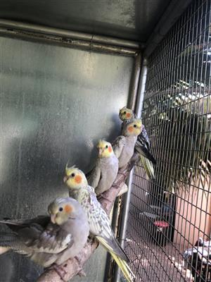 5 tame cockatiel babies for sale