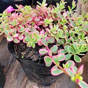 Variegated Portullaca R45 Per 3L Bag GARDEN MARKET PLACE  NO 1 Gardens Road. HILLCREST