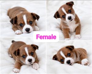 Dorkie puppies for sale 
