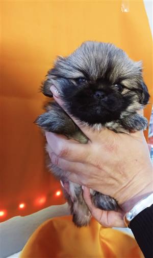 Pekingese Puppies