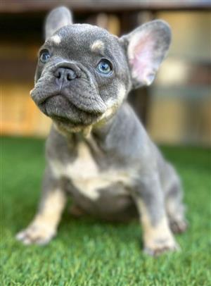 Gorgeous Exotic French bulldog puppies available