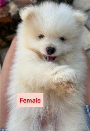 4x POMERANIAN PUPS IN DOORNPOORT, PRETORIA