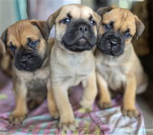 Gorgeous Bullmastiff Puppies
