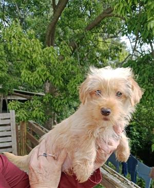 Gold Yorkie with a partially blue eye