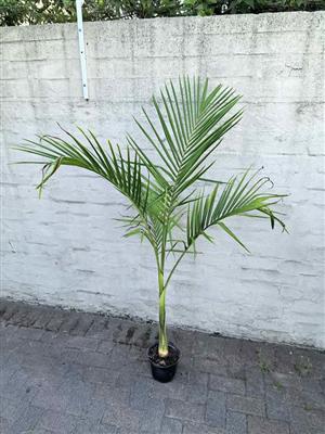 Tall Seaforthia (King) Palms 1,5m+ high 