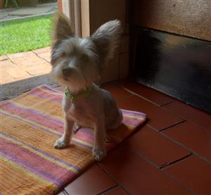 3/4 month old yorkie female
