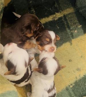 Yorkie puppies