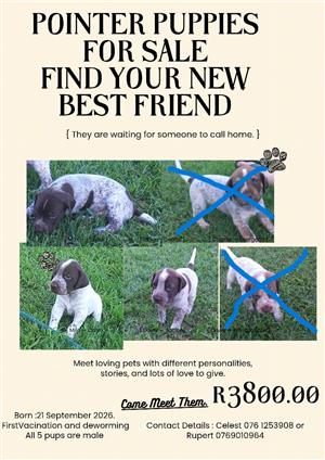 German shorthaired Pointer Puppies For Sale,Ready on 9th November 2026