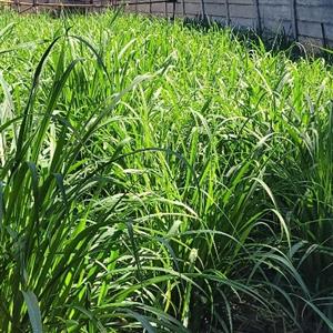 Super Napier Pakchong1 grass