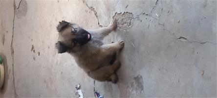 Mixed breed puppies for sale