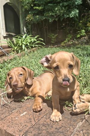 Dachshund puppies 