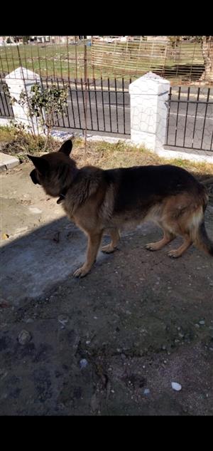 German Shepherd In Pets In Western Cape Junk Mail