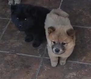 Chow chow pups