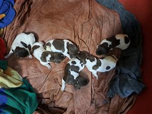 German-shorthaired-pointer puppies