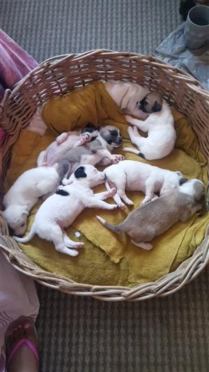 Kishu Ken & chihuahua mix.