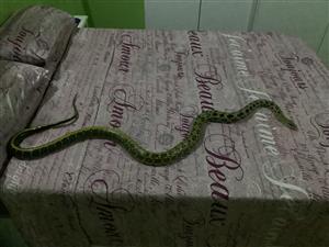 Taiwanese rat snake