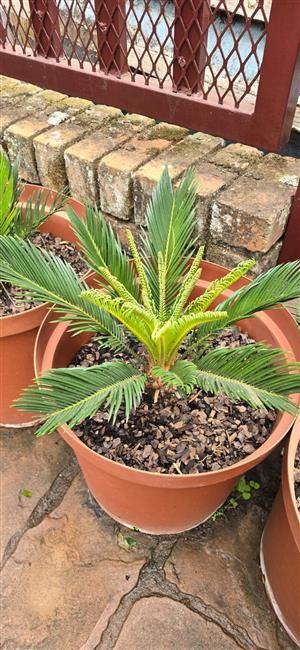 Cycad For Sale.