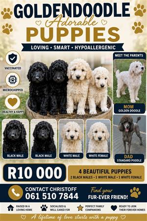 Goldendoodle pups for sale