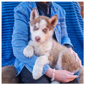 Purebred Siberian Huskies 