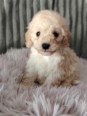 Gorgeous cockapoo companions available 