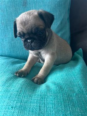 Pug puppies 2 males