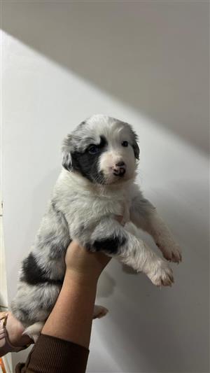 Australian Shepherd puppies