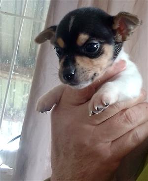 Miniature pinscher x miniature fox terrier puppies 