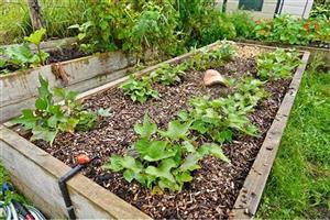 Premium Clean Woodchip Mulch for Garden Beds & Walkways - No Garden Waste