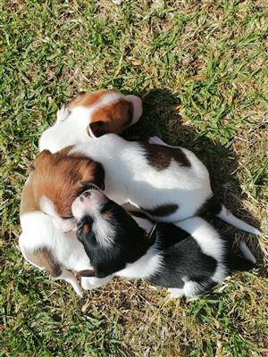 6 Jack Russels for sale.