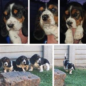 Basset Puppies for sale