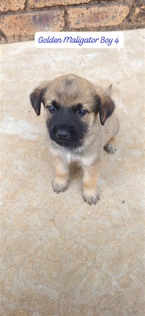 Belgian Malinois X White Golden Retriever Puppies