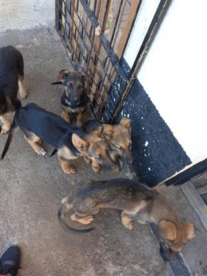 German shepherd pups for sale